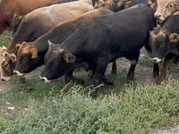 Бұқа, Swiss cattle — 1-сурет