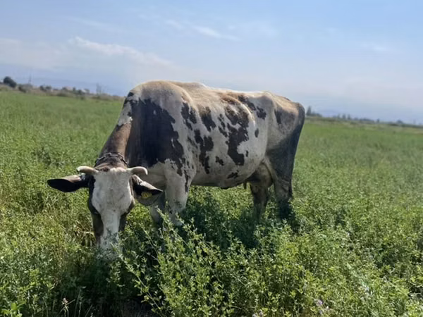 Vaca, Raza Holstein