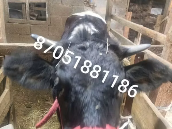 Kuh, Swiss cattle