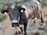 ثور, Swiss cattle — الصورة 4