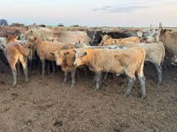 Rinder (Partie, Geschlecht nicht angegeben), Swiss cattle — Foto 6