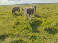 ثور, Simmental cattle — الصورة 7