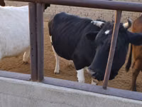Kuh, Holstein-Rasse — Foto 3