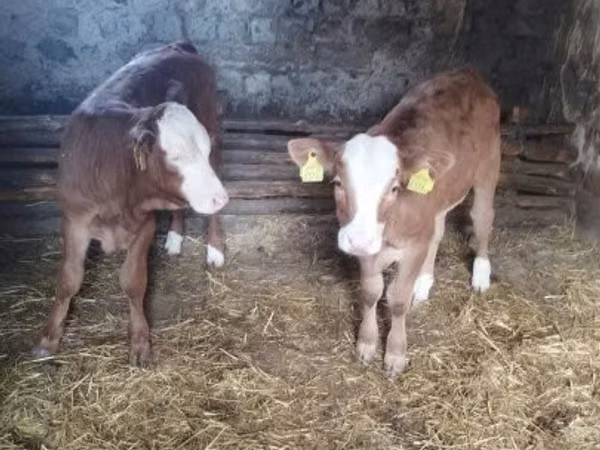 Rinder (Partie, Geschlecht nicht angegeben), Limousin-Kuh