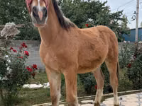 Caballo, Caballos — foto 4