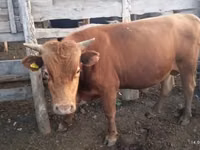 母牛, Cattle — 照片 3