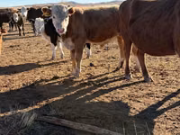 Bull, Kazakh White-headed cow — photo 7