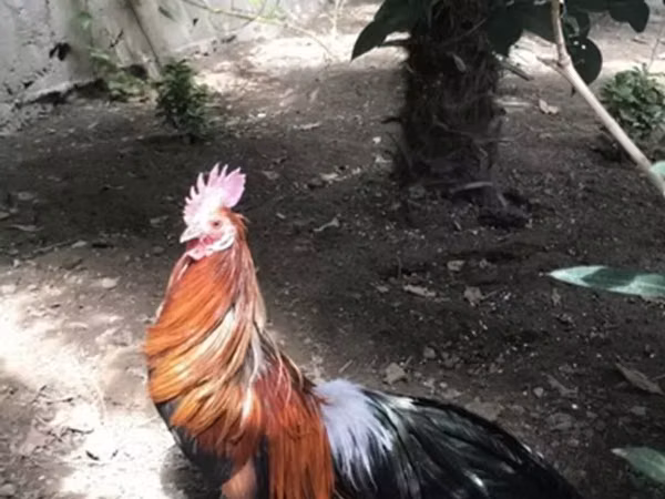 Japanisches Bantam
