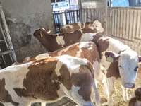 गाय, Simmental cattle — फ़ोटो 4