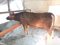 Kuh, Red Estonian cattle — Foto 2