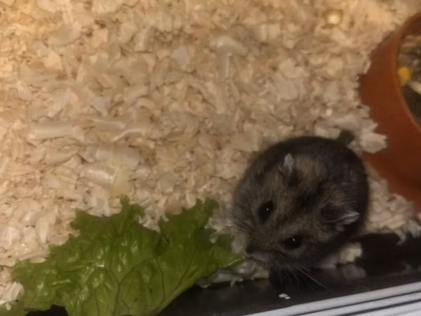 Cüce hamster və tam dəst aksesuarlar Qefes ile biryerde satılır 2-3