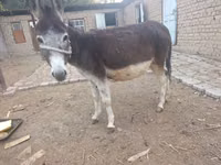 Yegua, Caballos — foto 1