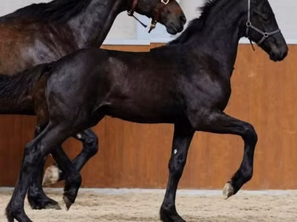 Hengst, Appaloosa