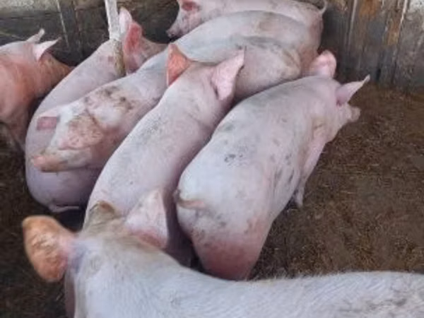 Schweine (Partie, Geschlecht nicht angegeben), 