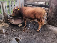 Bull, Cattle — photo 8