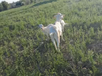 Ziege, Saanen goat — Foto 1