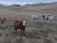 Bulle, Simmental cattle — Foto 4