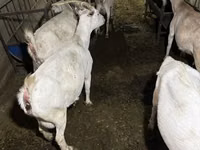 Ziege, Saanen goat — Foto 2