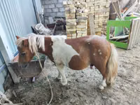 Otlar (partiya, jinsi ko‘rsatilmagan), Miniature horse — 1-rasm