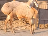 كبش, Hissar sheep — الصورة 2