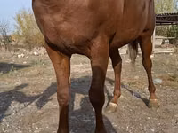 حصان, Thoroughbred horse — الصورة 2