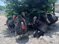 Turkeys — 照片 4