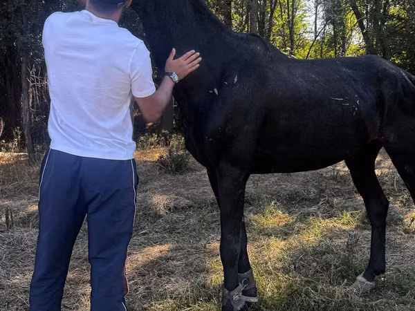 Hengst, Russian warmblood