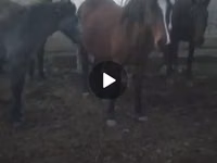 Yegua, Caballos — foto 2