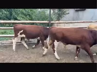 Букачар, Сиырлар — сүрөт 2