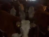 母牛, Kazakh White-headed cow — 照片 1
