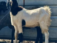 Cabro, Nubian Goat — foto 1