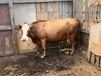 Kuh, Simmental cattle — Foto 1