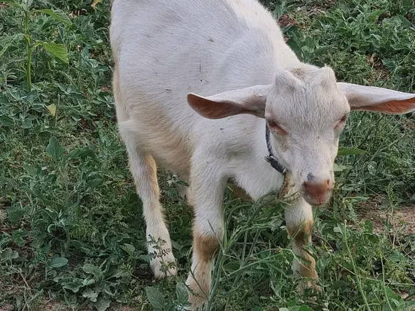 Ziege, Saanen goat