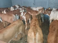 公牛, Cattle — 照片 1