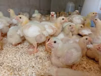 Chickens — 照片 2