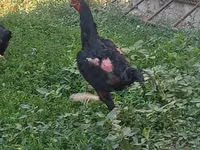 Chickens — Foto 2