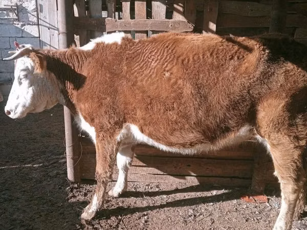 गाय, Latvian Blue cattle — कज़ाखस्तान