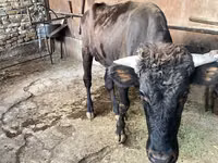 सांड, मवेशी — फ़ोटो 3