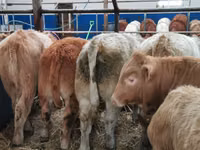 أبقار (دفعة، الجنس غير محدد), Simmental cattle — الصورة 2