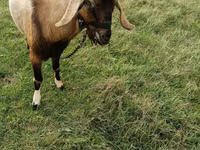 Ziegenbock, Ziegen — Foto 4