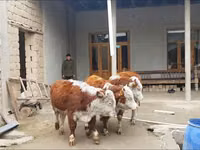 Cattle (batch, sex not specified), Simmental cattle — photo 1