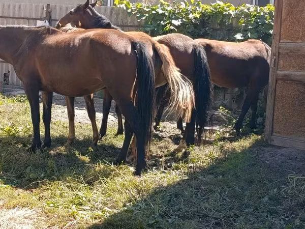 فرس, الخيول