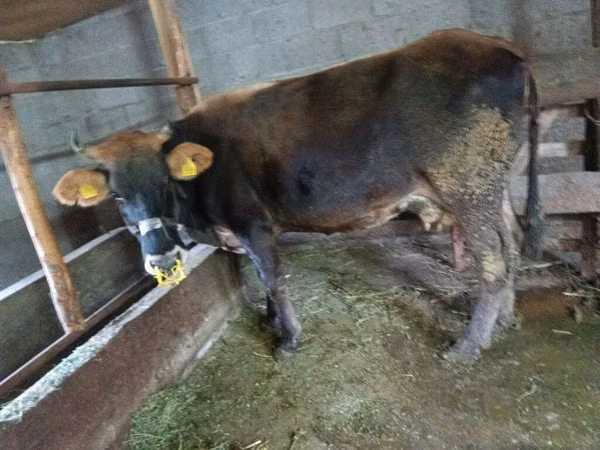 母牛, Cattle — 吉尔吉斯斯坦