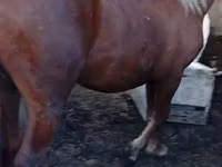 Horse (M), Horses — photo 7