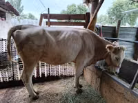 母牛, Simmental cattle — 照片 1