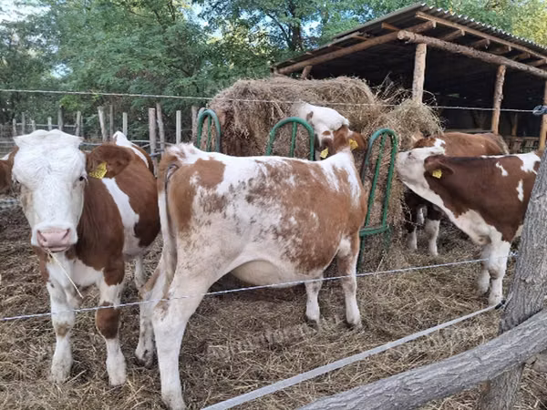 Kuh, Simmental cattle