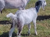 母山羊, Nubian Goat — 照片 2
