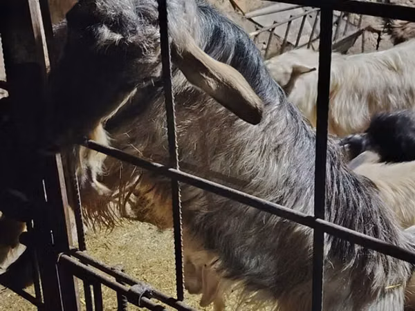 Козёл, Альпийская коза