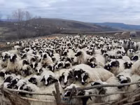 Oveja, Bessarabian sheep — foto 1
