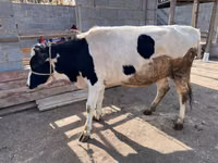 Kuh, Simmental cattle — Foto 4